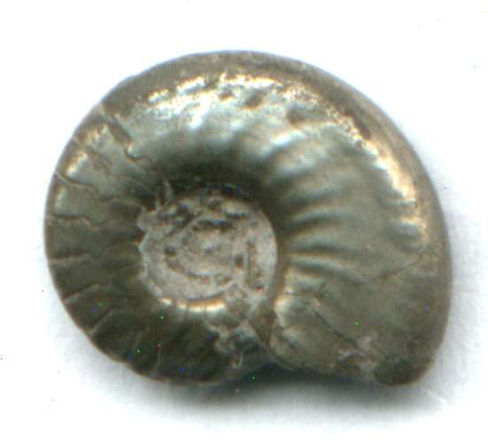 Pseudoclymenia pseudogoniatites