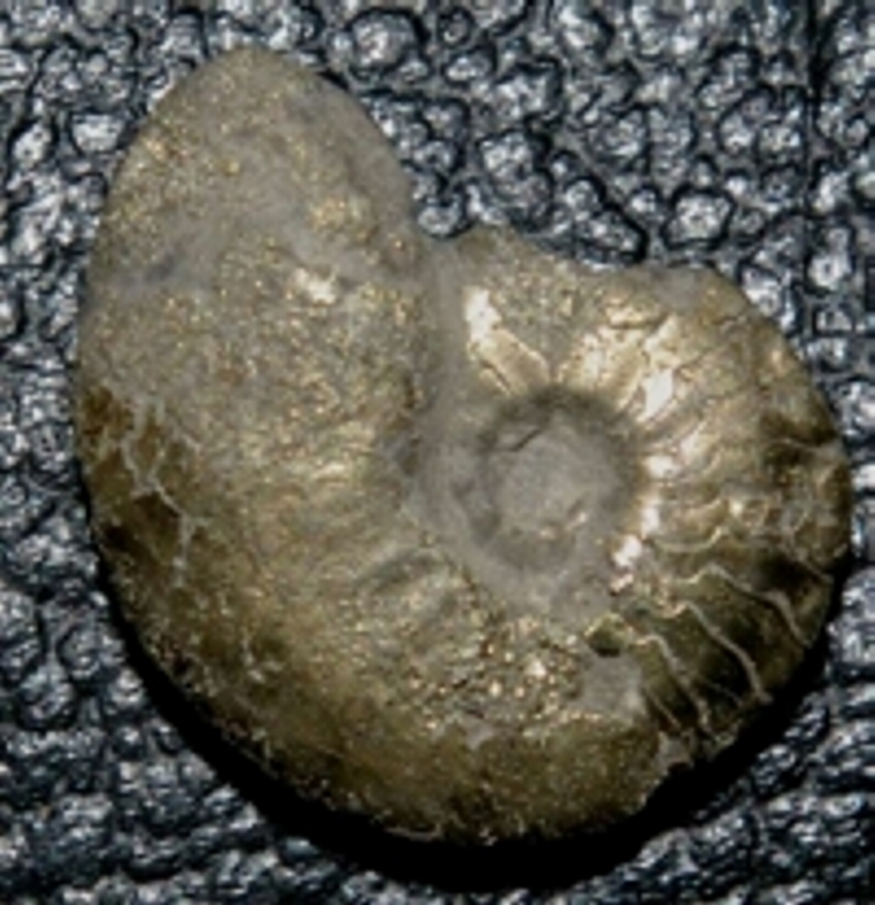 Devonian goniatyte
