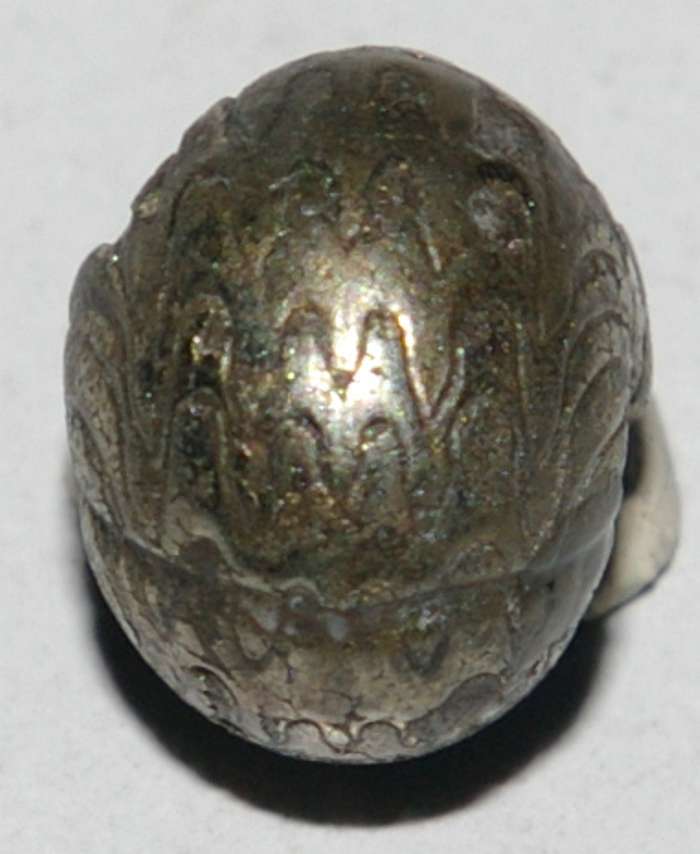 Sporadoceras nux
