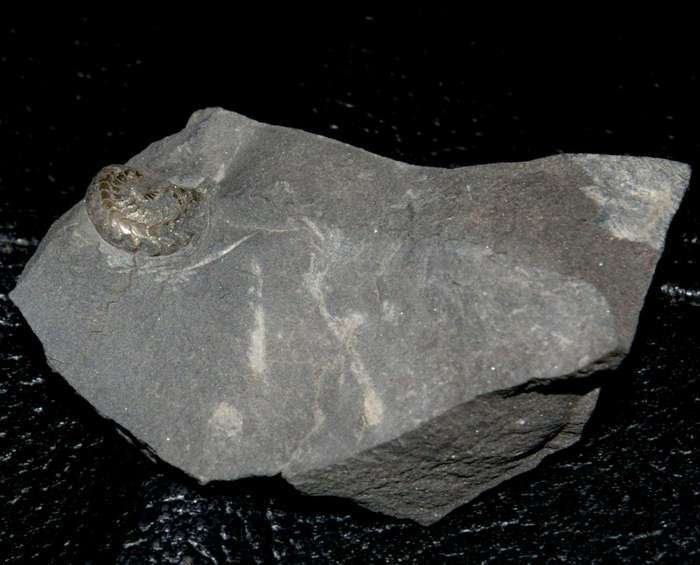 Goniatite