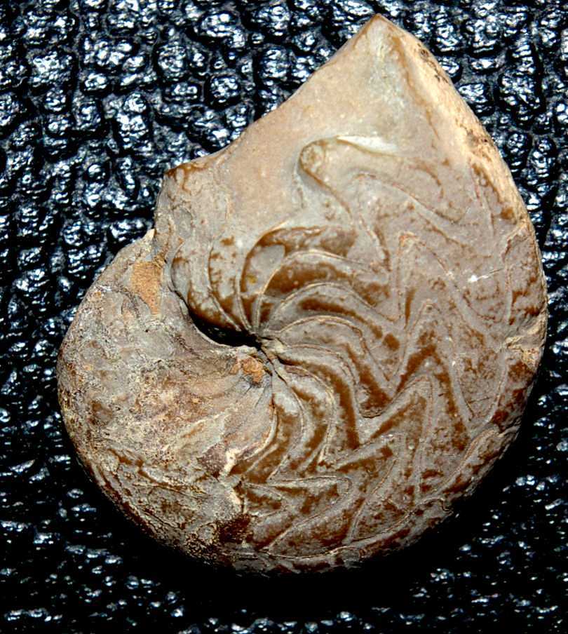 Sporadoceras posthumum.jpg