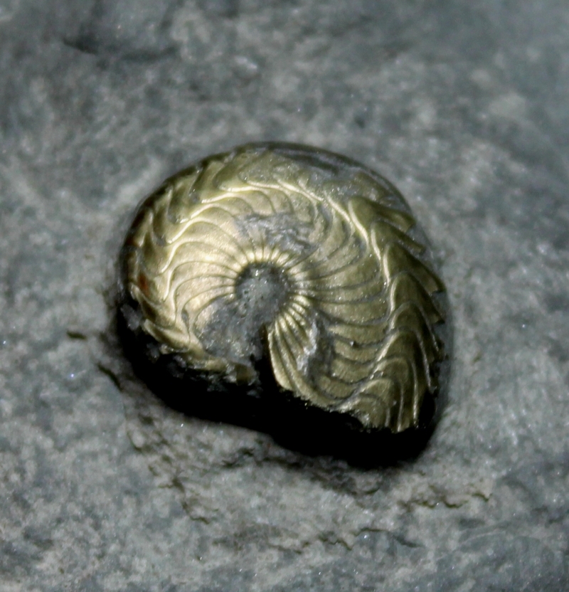 Polonoceras planum