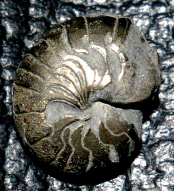 Tornoceras crebriseptum