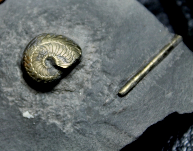 Polonoceras planum