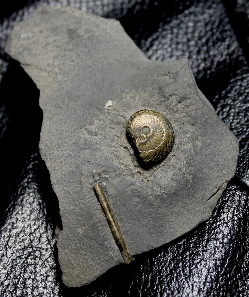 Polonoceras planum