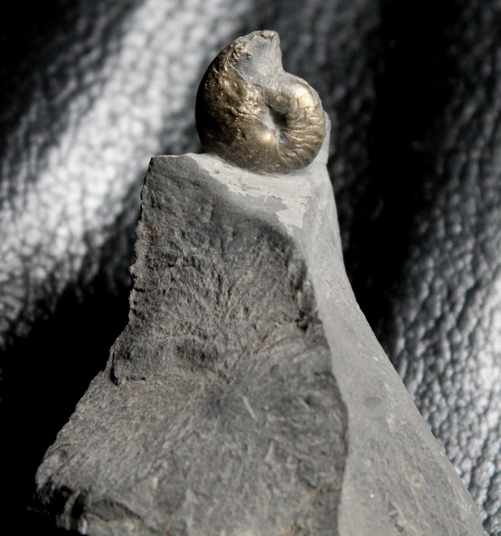Tornoceras crebriseptum