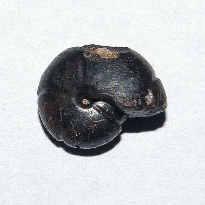 photos/Devonian ammonoid.jpg