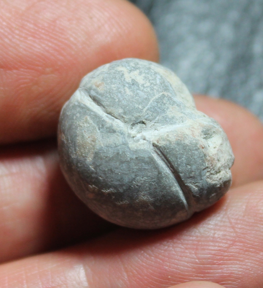 Devonian goniatite
