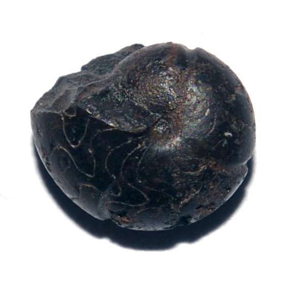 Devonian ammonoid