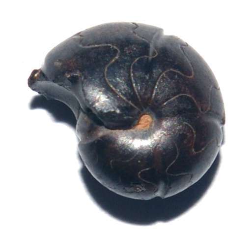 Devonian ammonoid