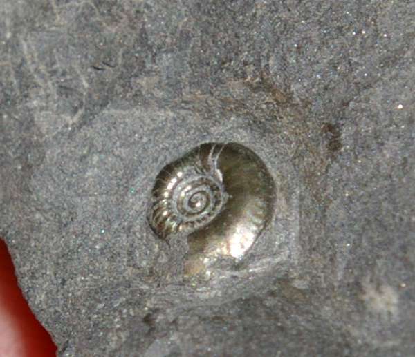 Devonian Famenian Clymenia