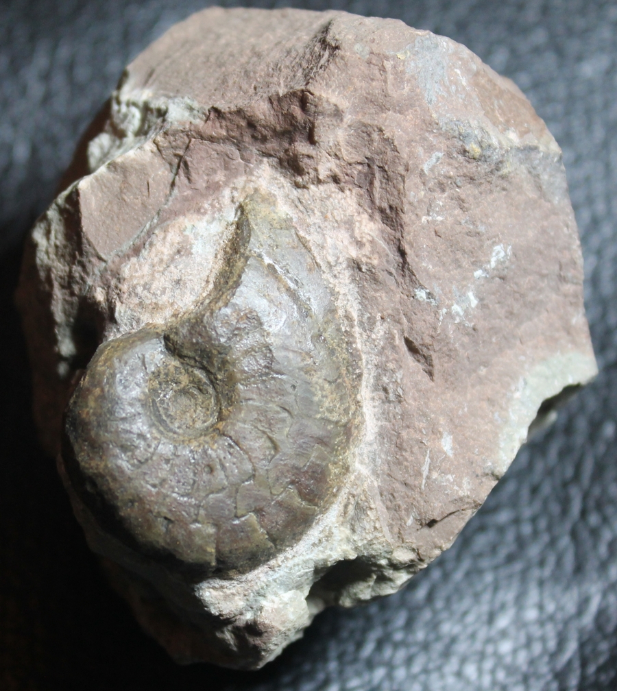 Cymaclymenia compressa