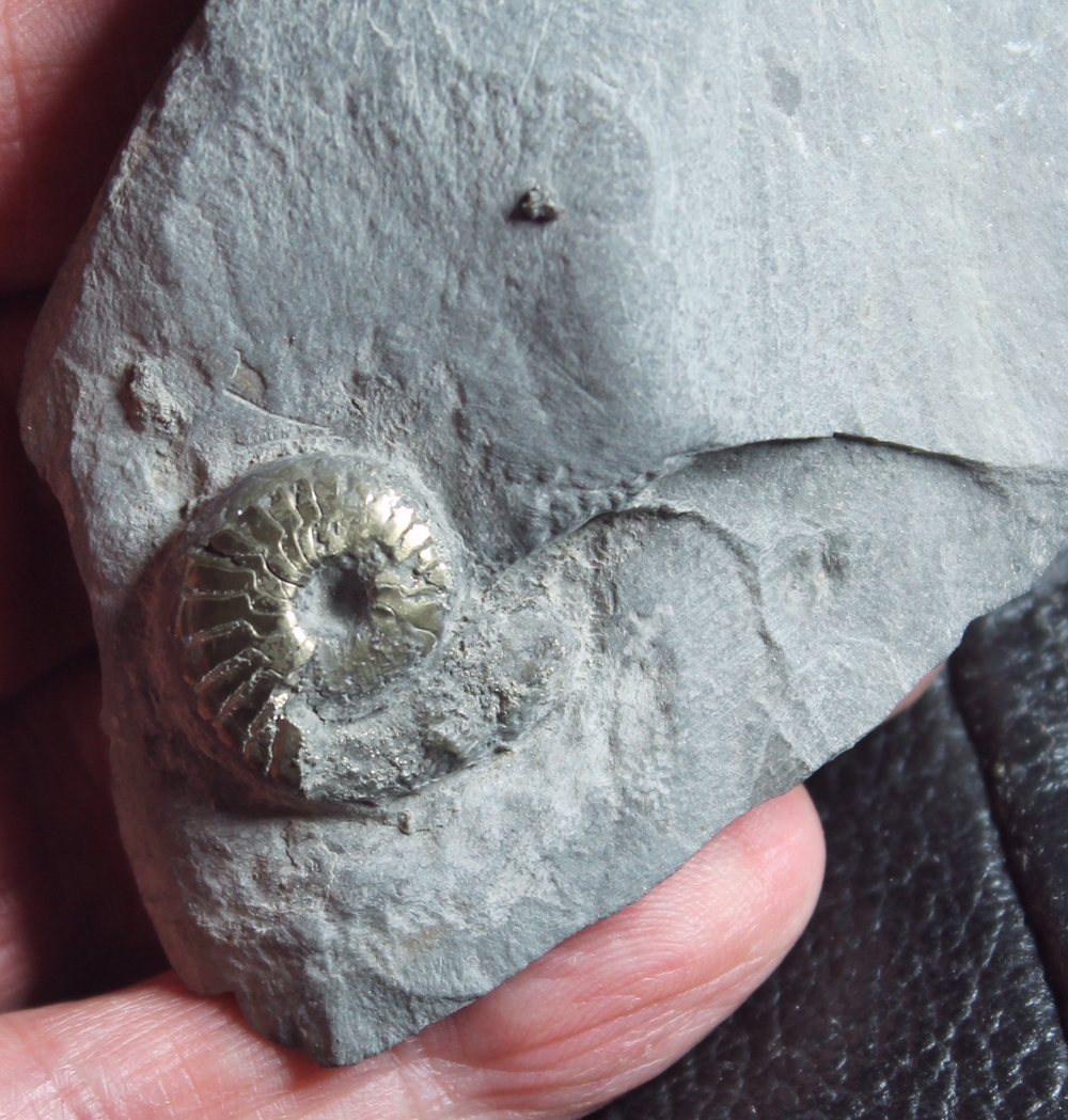 Protornoceras polonicum