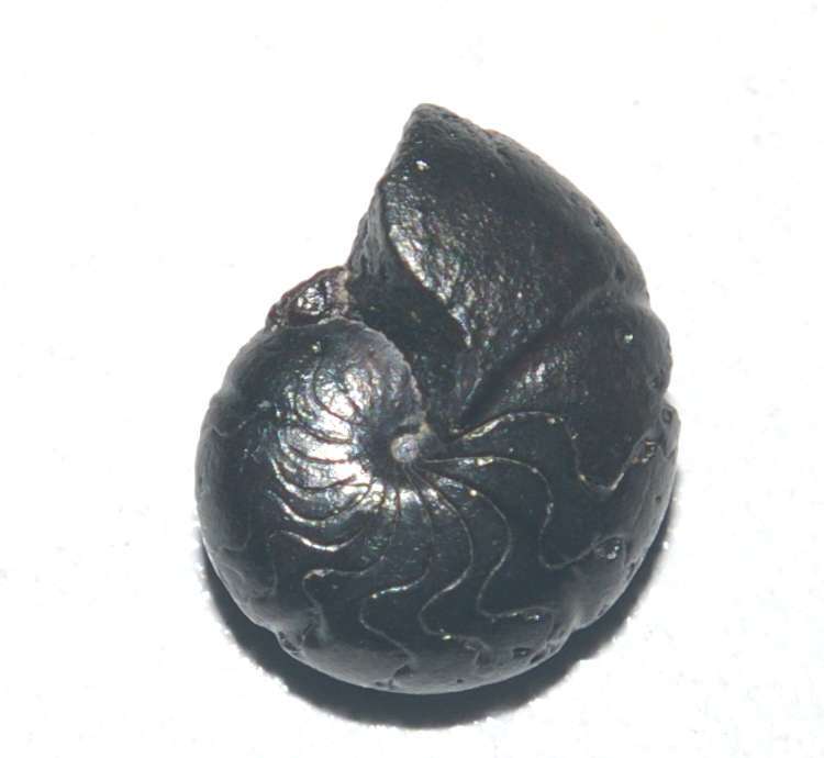 Devonian ammonoid
