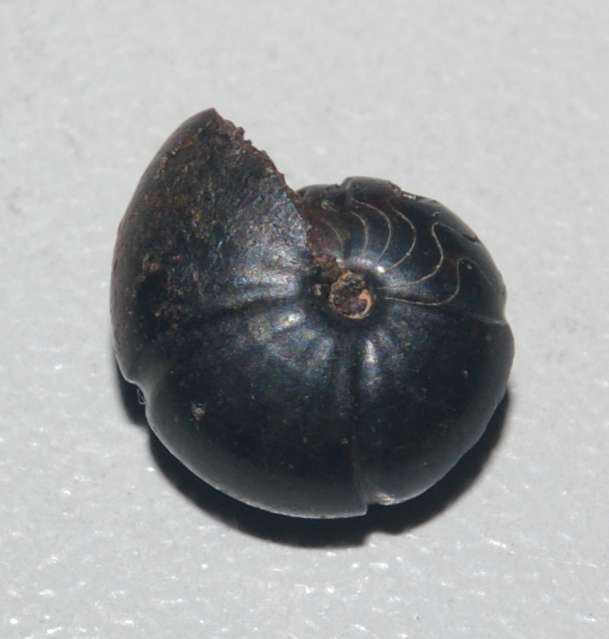Devonian ammonoid