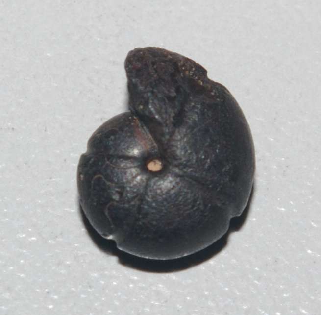 Devonian ammonoid
