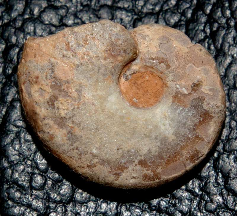Dewonian Famenian Clymenia