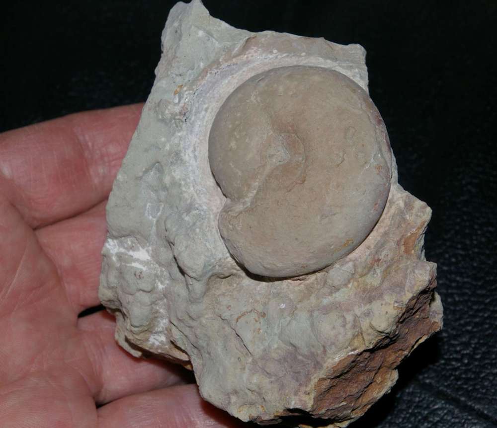 Kielcensia bohdanowiczi