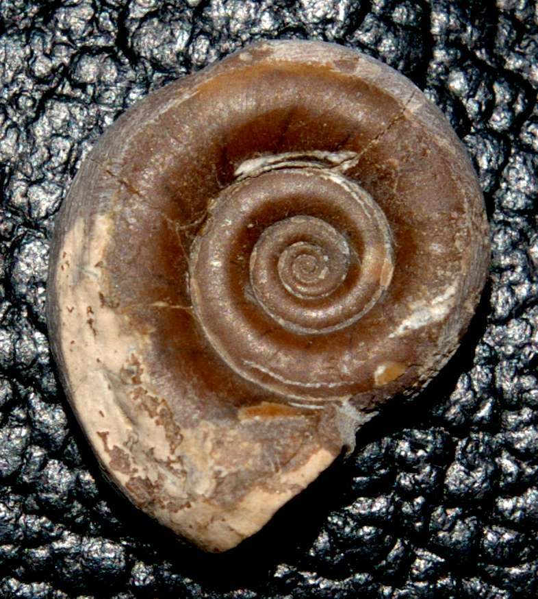 Kosmoclymenia sedgwicki