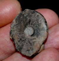  clymenia