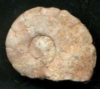  ammonoid_m13.jpg