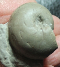 Prionoceras