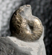  Tornoceras crebriseptum