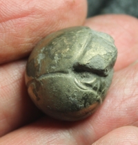 goniatite, Sporadoceras