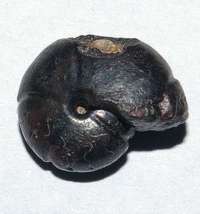  ammonoid_m25.jpg