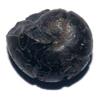  Devonian goniatyte
