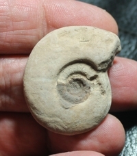  Devonian clymenia