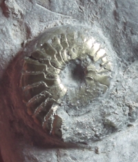  Protornoceras polonicum