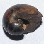  Devonian ammonoid