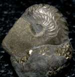 Devonian ammonoid