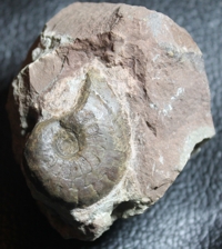  goniatite