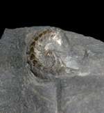  Devonian Goniatite