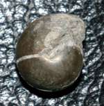  Devonian Goniatite
