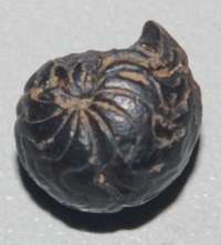  Devonian ammonoid
