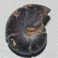  Devonian ammonoid