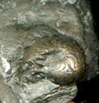  ammonoid_m5.jpg