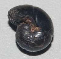 Devonian ammonoid