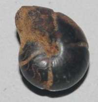  Devonian ammonoid