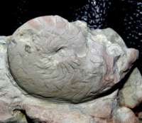  Felisporadoceras kielcense