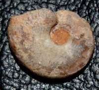  Fossil Clymenia