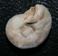  Fossil Clymenia