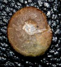  Fossil Clymenia