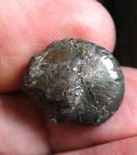  Protornoceras 