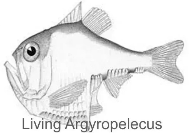 argyropelecus 