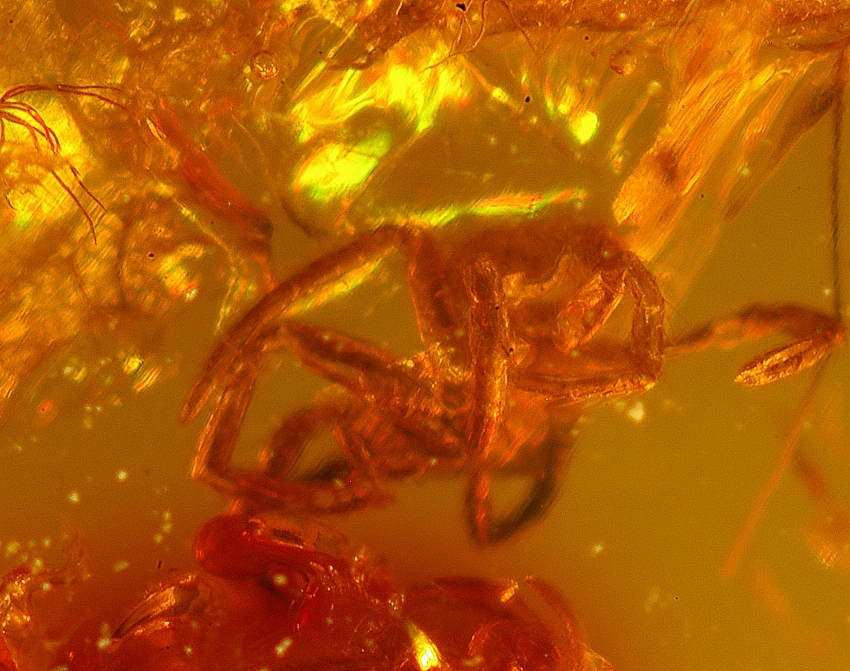 Fossil spider in Baltic amber for sale.jpg