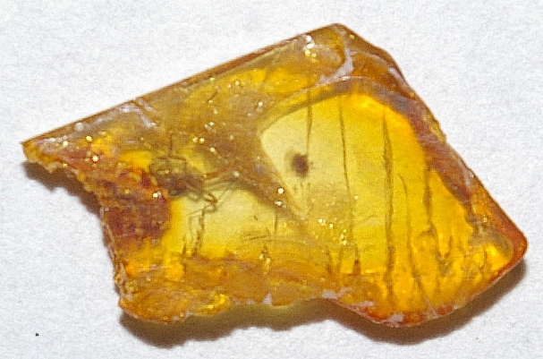 Fossil spider in Baltic amber for sale.jpg